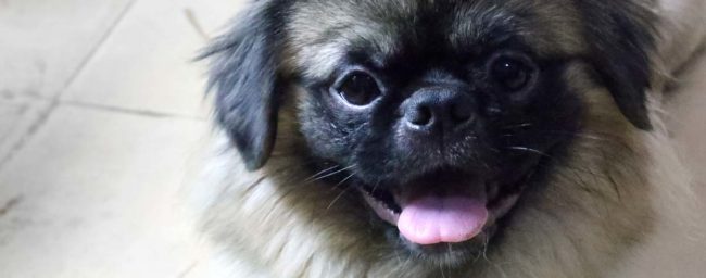 A Guide To Travelling With Your Pet To Cuba